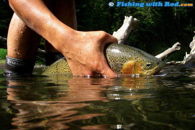Catching and releasing a westslope cutthroat trout.