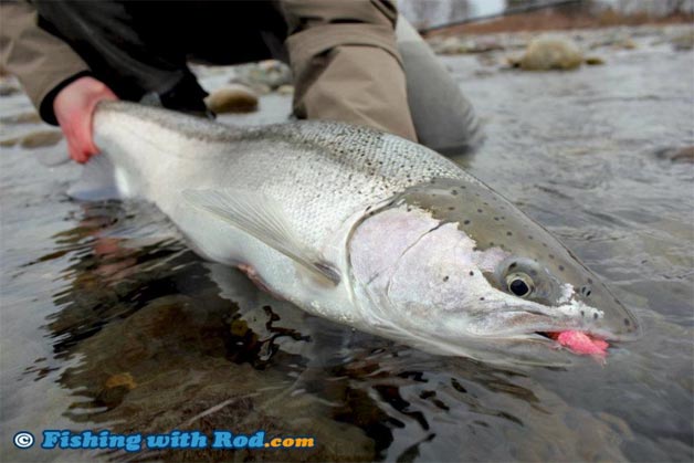 Stamp River Winter Steelhead Fishing Charters Guides