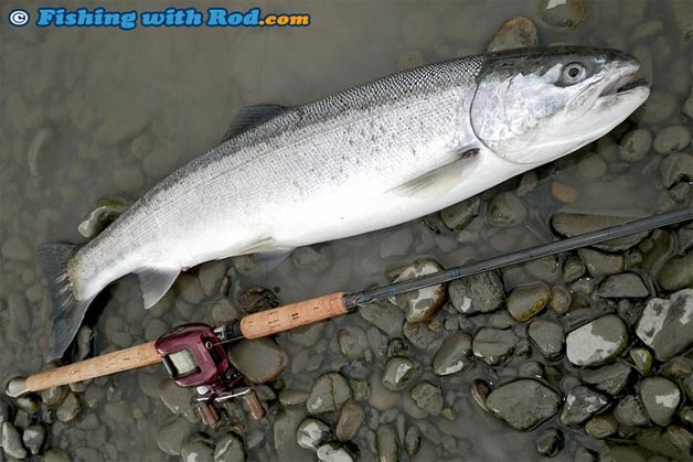 Steelhead, Fishing in BC