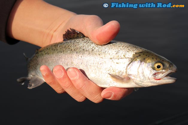 Lure Fishing for Stocked Rainbow Trout