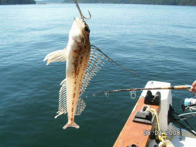 I Caught a BIG Mystery Fish from the BEACH!! (Saltwater Fishing) 