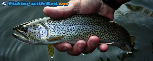 Chilliwack River Winter Steelhead Fishery