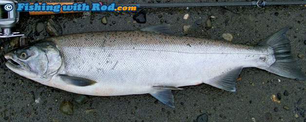 coho salmon identification