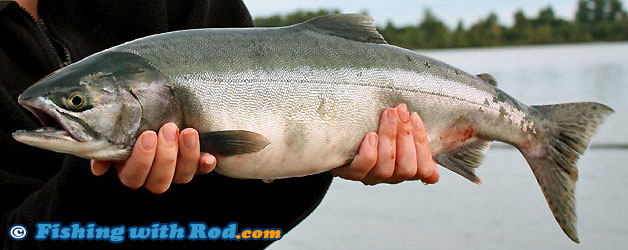 pink salmon spawning