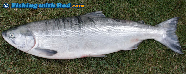 Sockeye Salmon Hooked on a Fishing Lure in River Stock Image