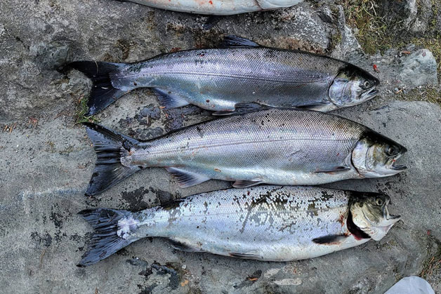 Vancouver Island BC Fishing Lodge - Late Fall Steelhead Fishing Report -  Murphy Sport Fishing