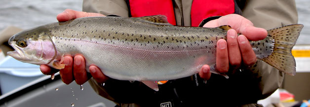 Tunkwa Lake rainbow trout