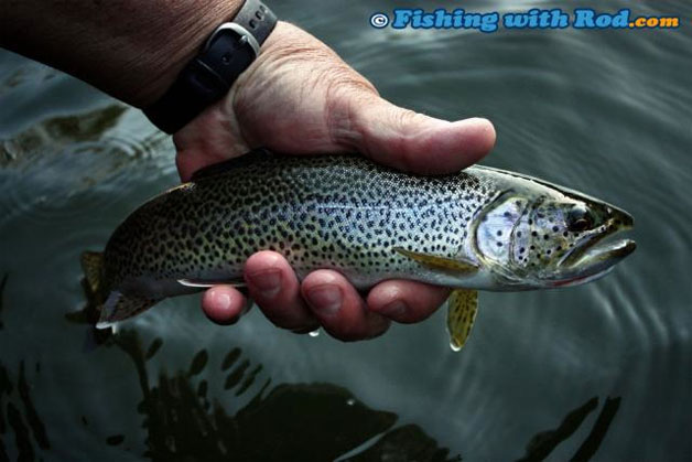 Coastal cutthroat trout