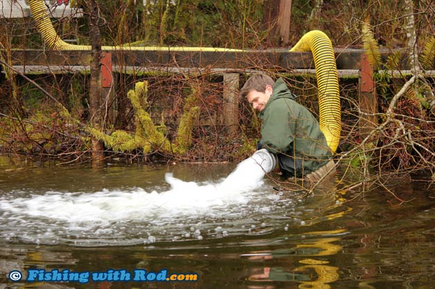 2012 Lower Mainland rainbow trout stocking