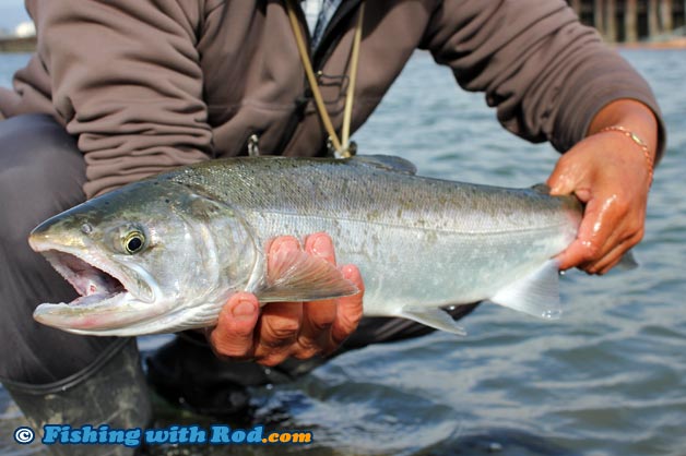 Fraser River coho salmon are required to be released during migration period of Interior steelhead and coho salmon.