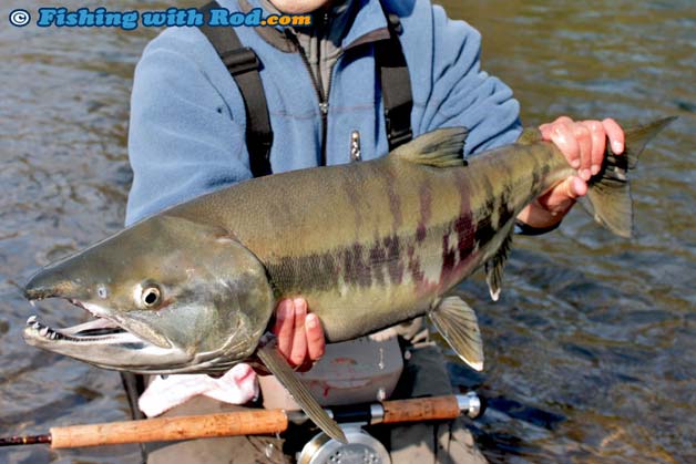 Chum Salmon invade the Fraser River Valley! - Silversides Fishing