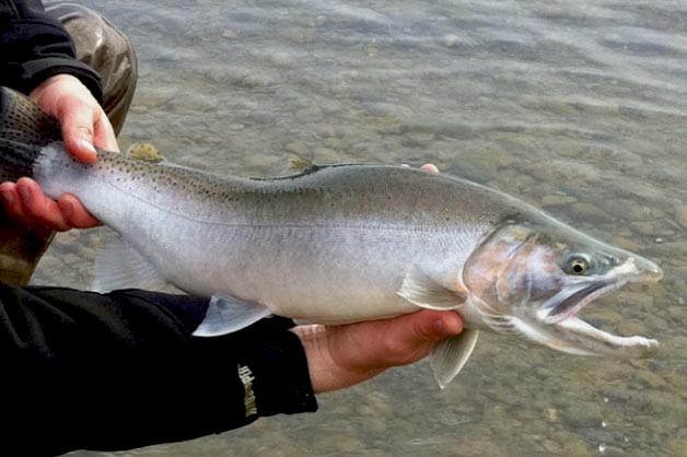 Good fly patterns catch big cutthroat trout like this