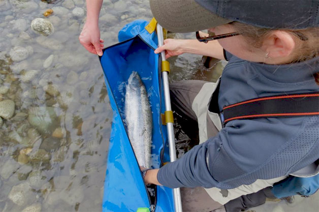 A fresh wild steelhead being collected for the Chilliwack River broodstock program (photo: Chris Gadsden)