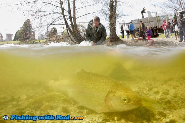Lower Mainland BC urban lake trout stocking program