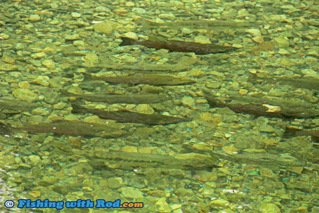 Spawning Pacific salmon