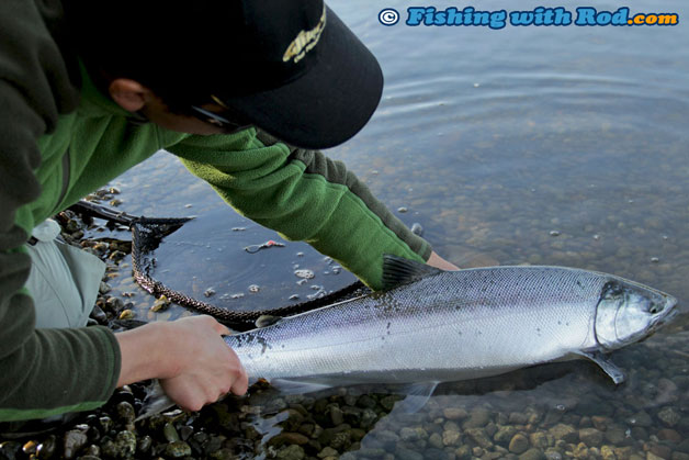 Tidal Fraser River coho salmon