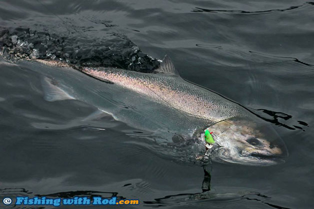 Trophy Sized Chinook Salmon at Knight Inlet