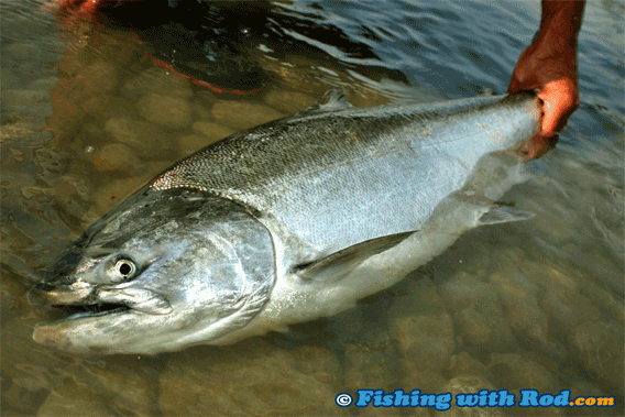 Fraser River chinook salmon fishing